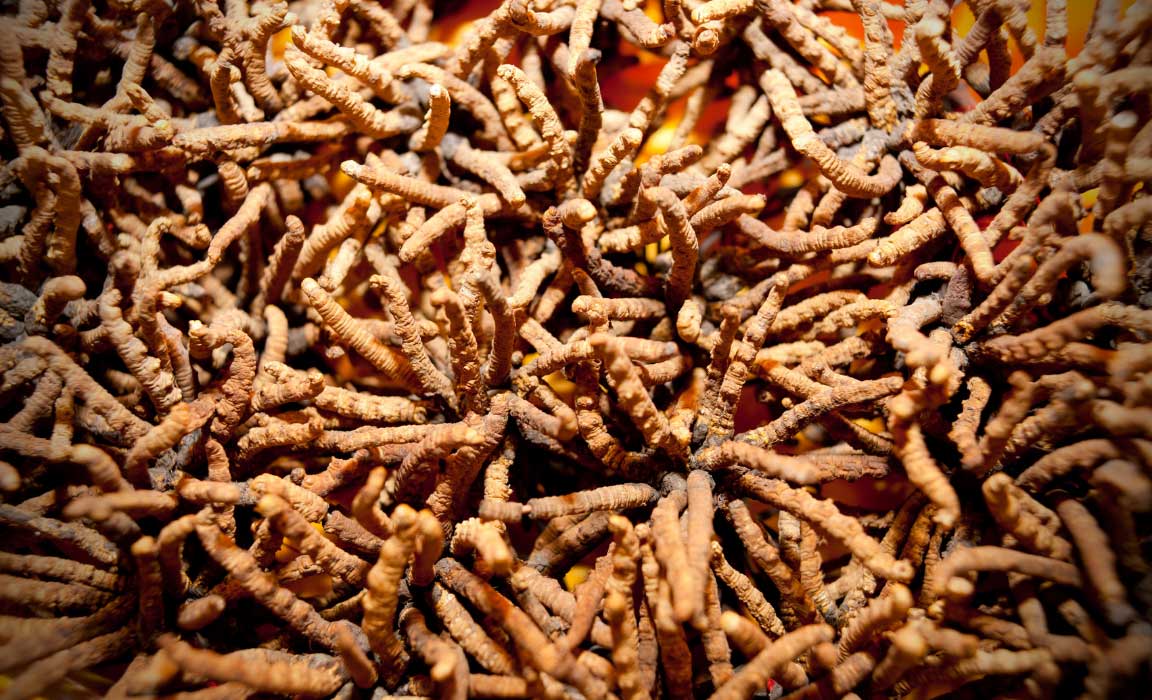 Cordyceps are Used to Support Athletic Performance