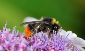 Amazing Health Benefits of Bee Pollen