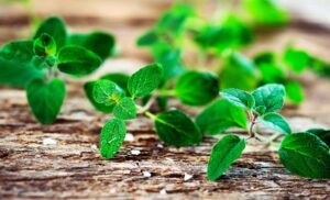 Medical Uses of Oregano & Colloidal Silver Are Vast