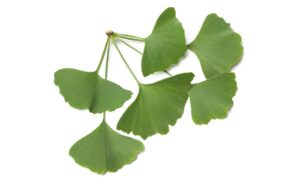 Proponents suggest Ginkgo biloba can protect against aging-related issues