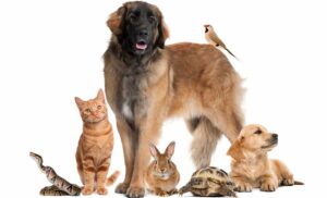 Find out how ALA, DHA and EPA plays a huge role in your pet’s health